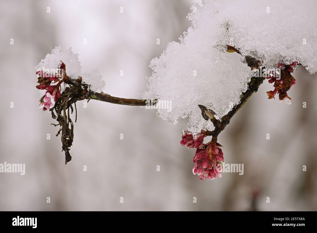 Neve sui fiori invernali di palla di neve Foto Stock