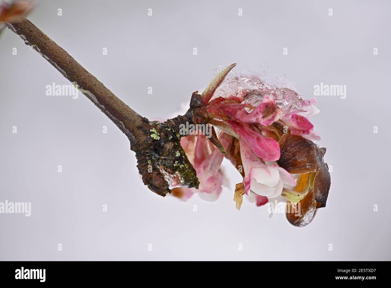 Neve sui fiori invernali di palla di neve Foto Stock