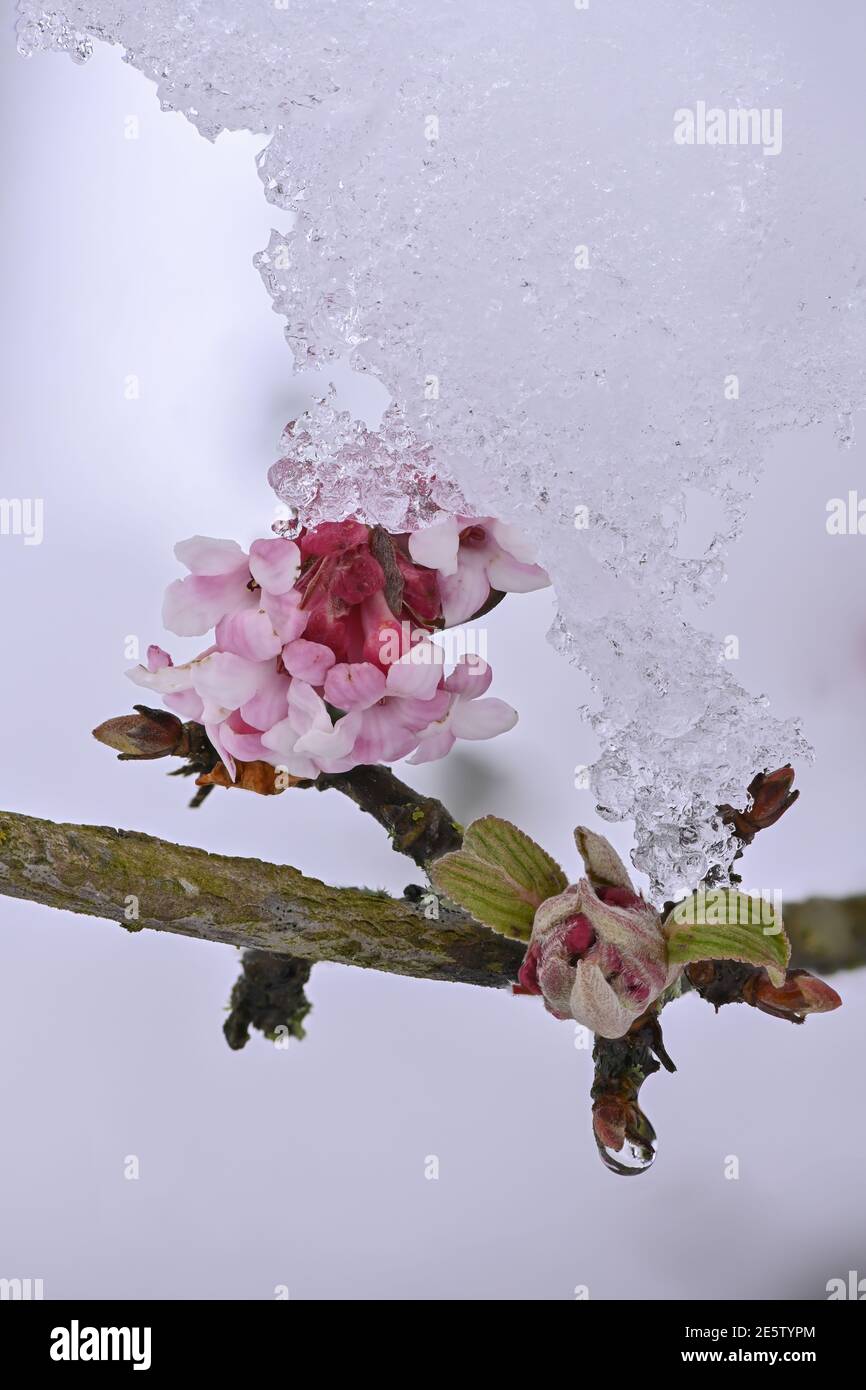 Neve sui fiori invernali di palla di neve Foto Stock