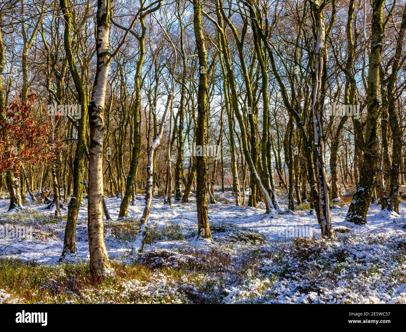 Vista invernale con alberi di betulla argentata a Stanton Moor vicino Bakewell nel Peak District National Park Derbyshire Inghilterra Regno Unito Foto Stock