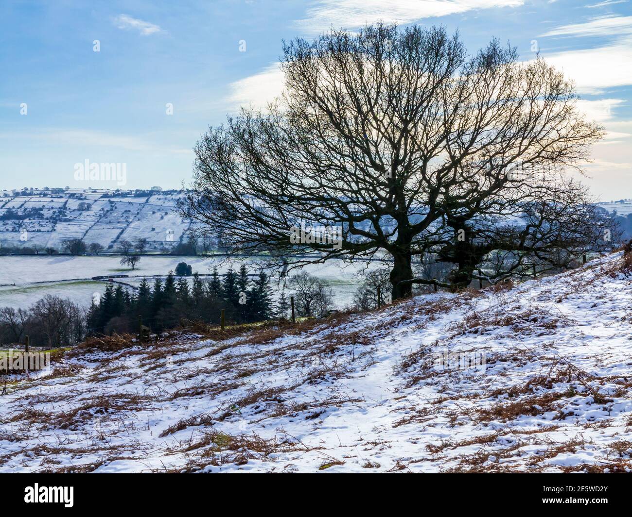 Vista invernale con alberi a Stanton Moor vicino a Bakewell in Il Peak District National Park Derbyshire Inghilterra Regno Unito Foto Stock