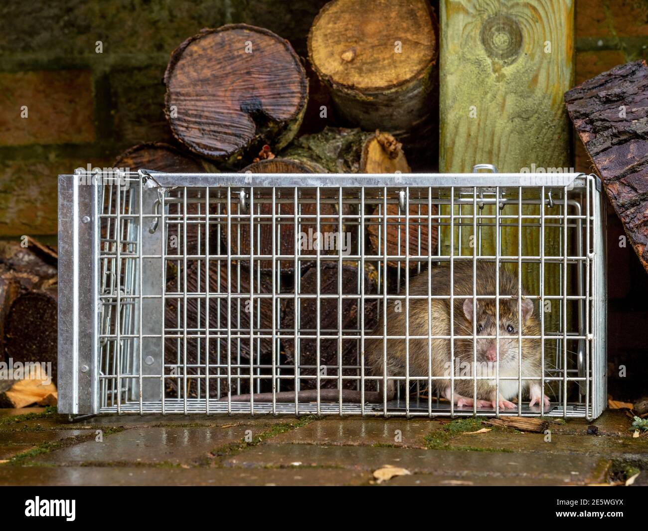 Ratto intrappolato in trappola umana in giardino con tronchi in sfondo Foto Stock