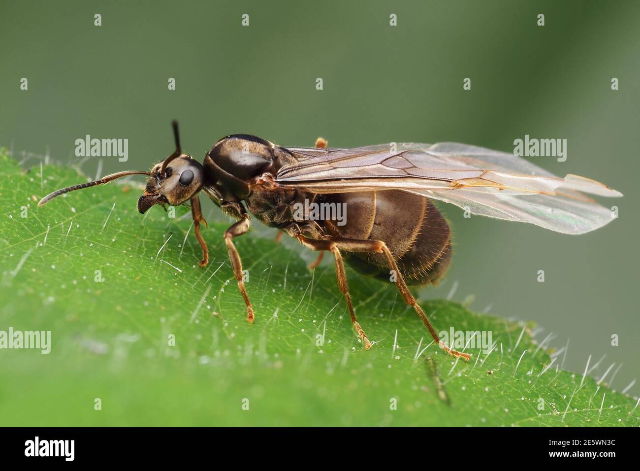 Flying Ant (Lasius niger) appollaiato su foglia di pianta. Tipperary, Irlanda Foto Stock