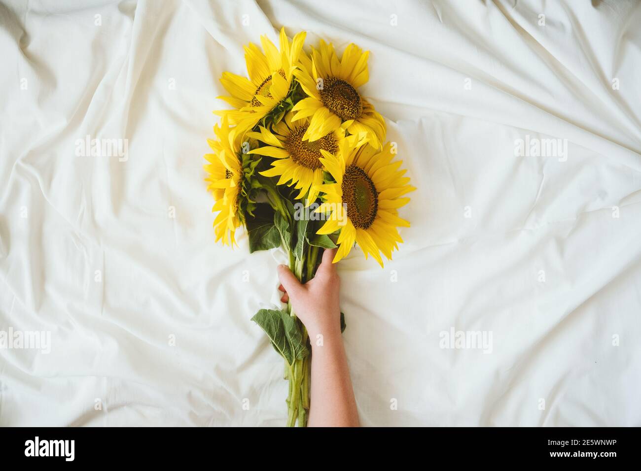 Autentico bouquet di girasoli giallo candido su fondo bianco di tessuto. Sfondo con bouquet di girasoli gialli su lenzuolo bianco. Giorni di sole Foto Stock
