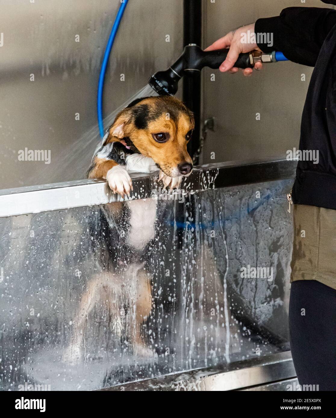 Un piccolo cane è stato lavato nella macchina automatica per il lavaggio dei cani in un parcheggio al dettaglio, prima di tornare in auto del proprietario Foto Stock