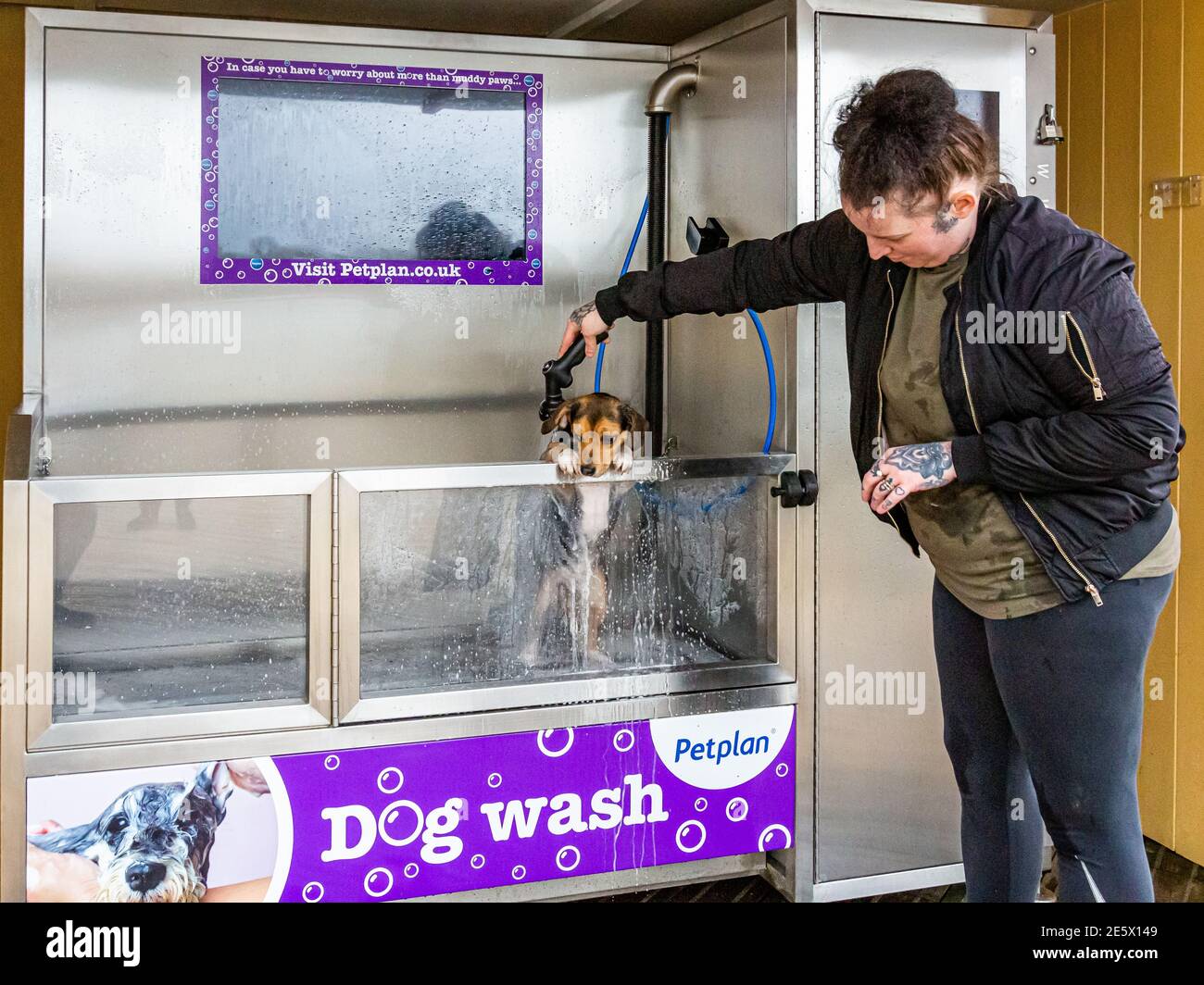 Un piccolo cane è stato lavato nella macchina automatica per il lavaggio dei cani in un parcheggio al dettaglio, prima di tornare in auto del proprietario Foto Stock