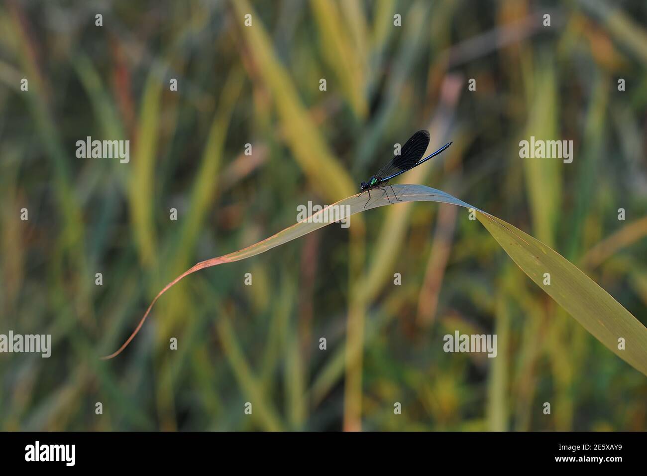 Grande libellula blu su una foglia verde di erba Foto Stock