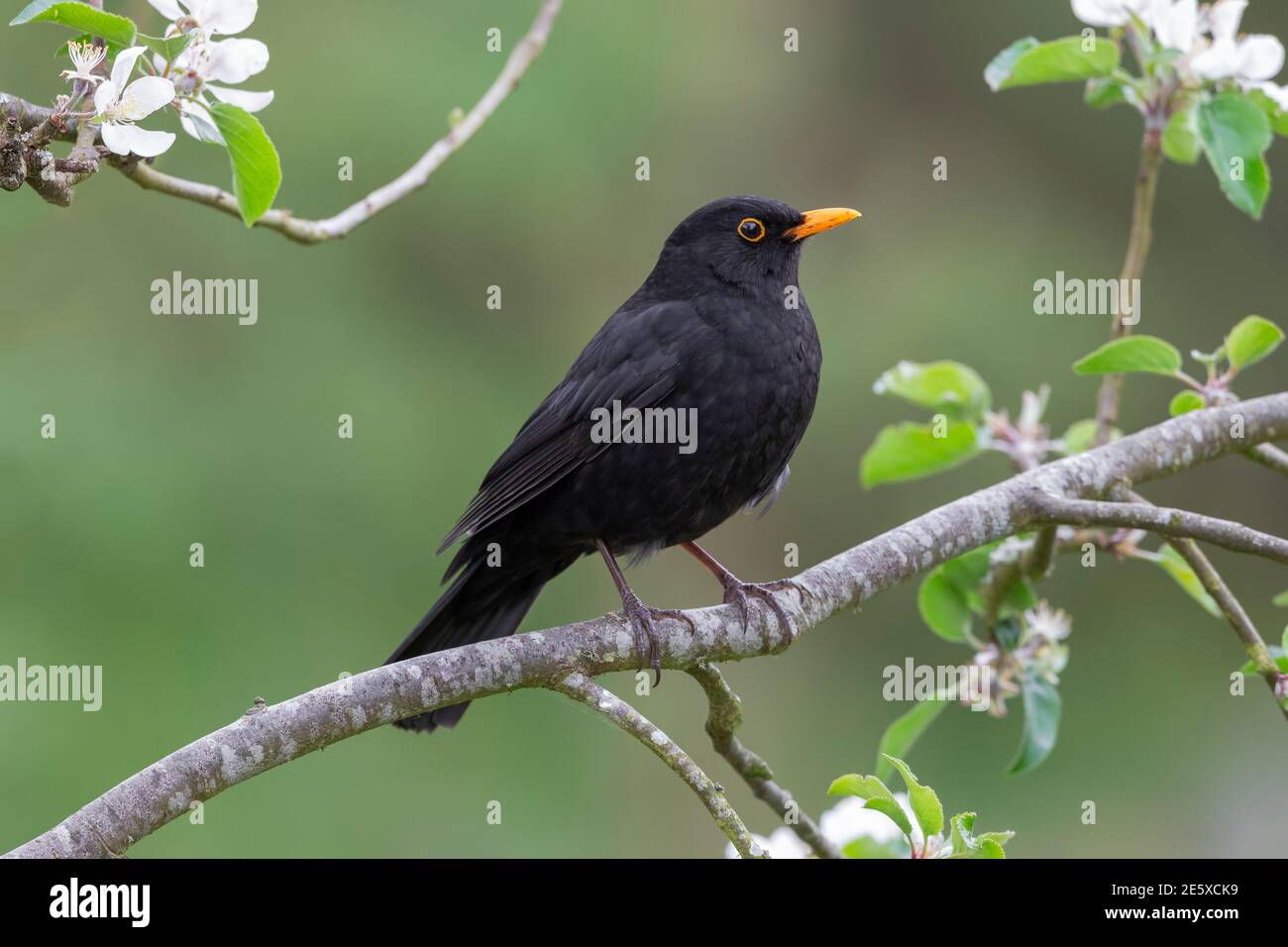 Blackbird (Turdus merula), parco nazionale del Northumberland, Regno Unito Foto Stock