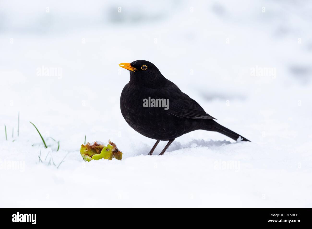 Blackbird (Turdus merula), parco nazionale del Northumberland, Regno Unito Foto Stock