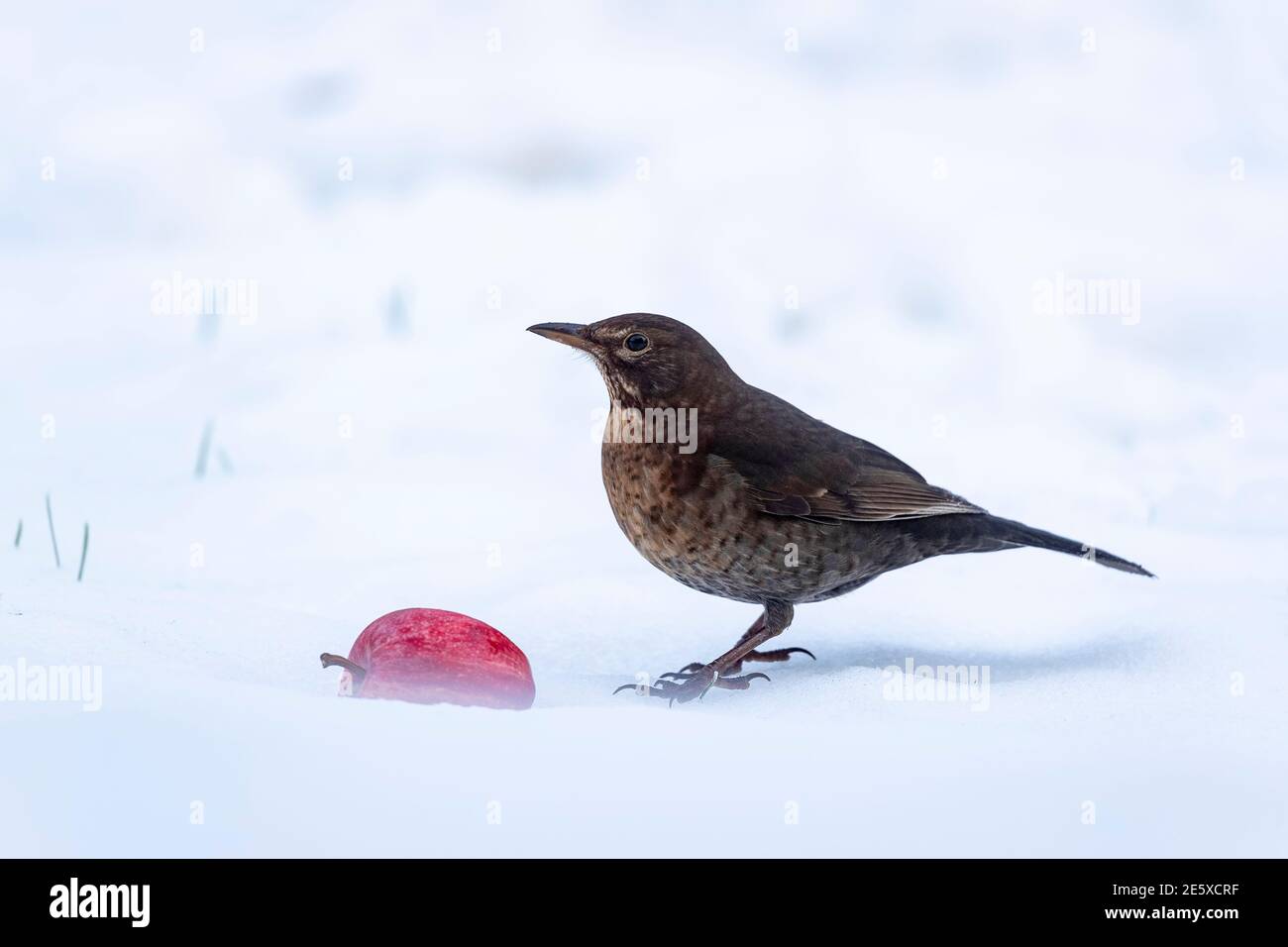Blackbird (Turdus merula), parco nazionale del Northumberland, Regno Unito Foto Stock