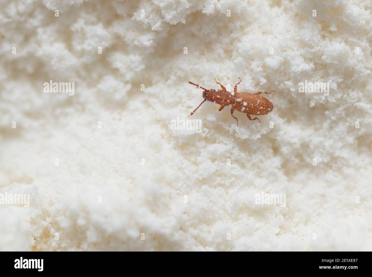 Il weevil rosso dell'insetto è comparso nelle disposizioni della farina nel paese Foto Stock