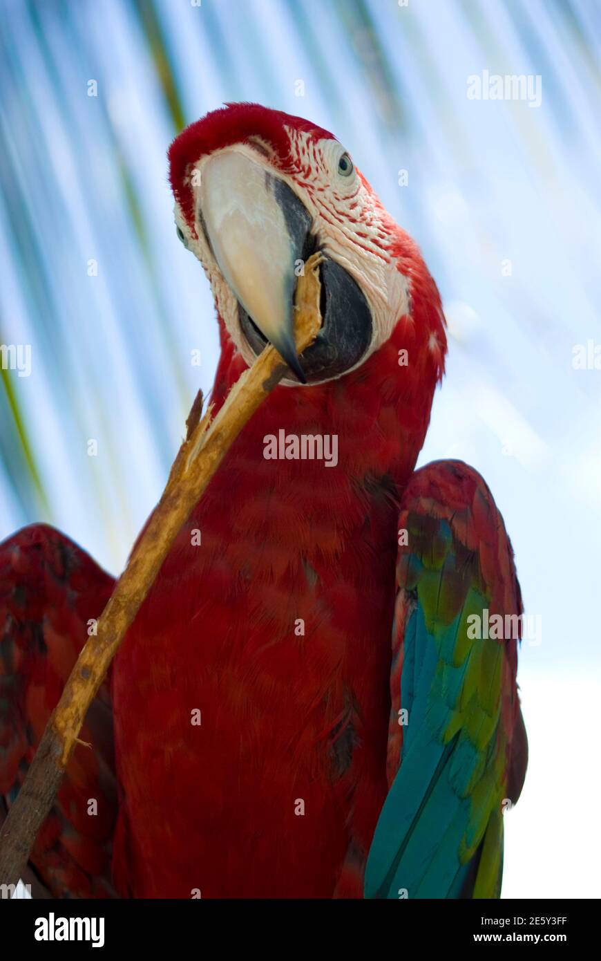 Ritratto di un uccello tropicale Foto Stock