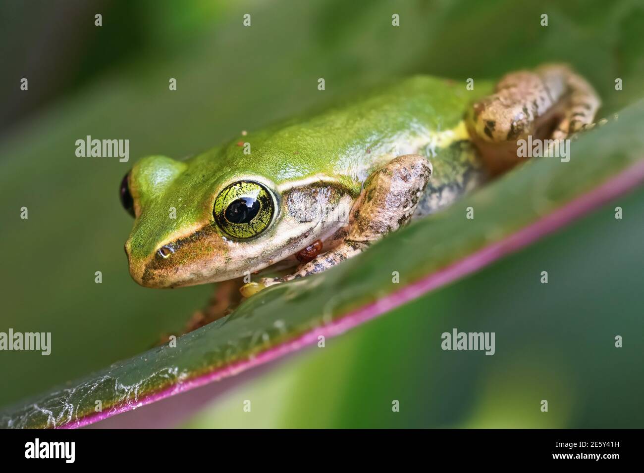 Piccolo Madagascar verde albero rana poggiante su foglia verde, dettaglio primo piano Foto Stock