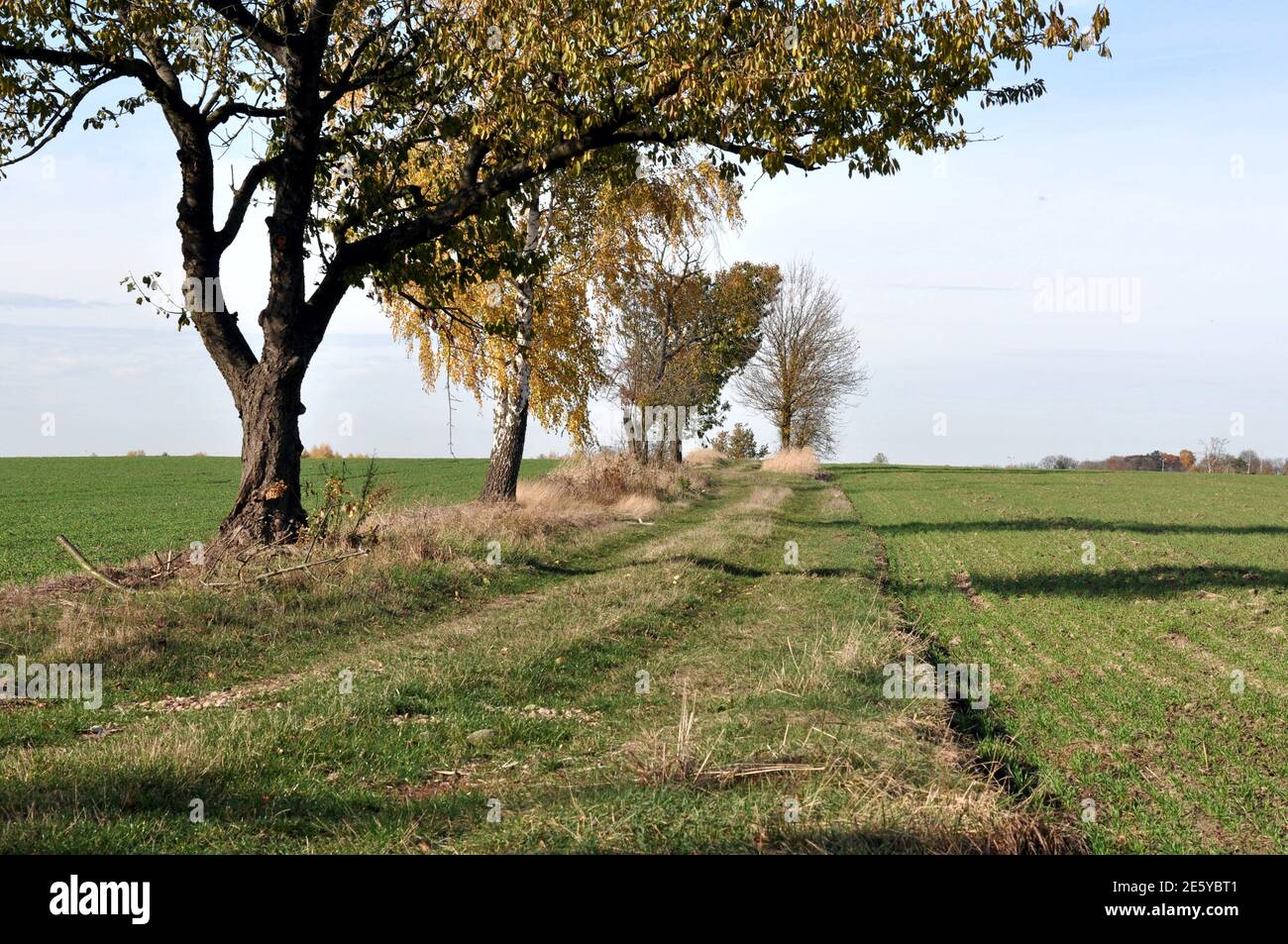 Lunga strada boscosa con prospettiva, Polonia Foto Stock