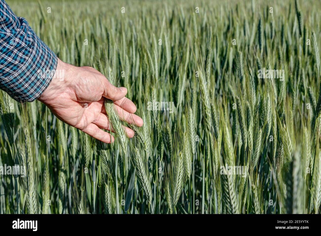 Coltivatore tiene un orecchio di grano in mano e controlla la maturazione. Foto Stock