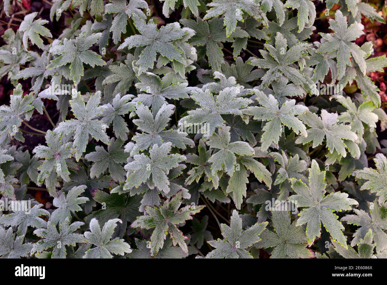 Geranio pulchrum, fogliame verde scorro grigio, foglie, rugiada coperto, gelo leggero, autunno, gerani, perenni, perenni, RM Floral Foto Stock