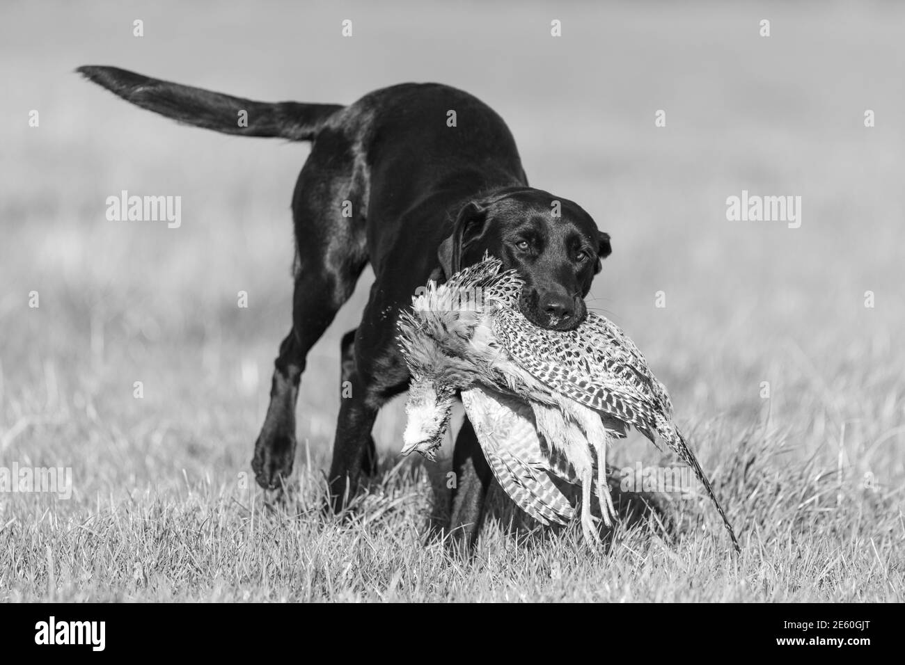 Ritratto di un Labrador nero che recupera un fagiano di gallina Foto Stock