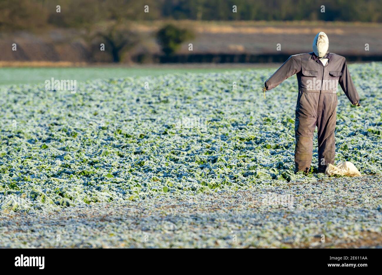 Scarecrow in raccolti invernali con gelo a terra. Lo scarecrow ha una palla di rugby per una testa e indossa una semplice tuta grigia. Orizzontale. Foto Stock