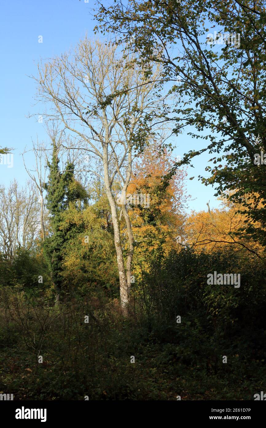 Albero senza foglie a Spong Woods, Maxted Street, Stowting, Ashford, Kent, Inghilterra, Regno Unito Foto Stock