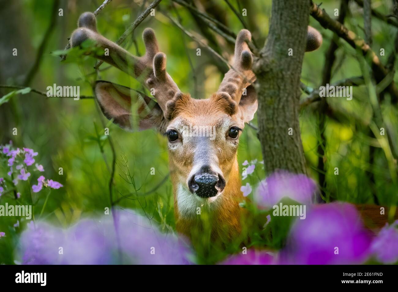 Un ritratto di entrambi gli occhi di un buck dalla coda bianca (Odocoileus virginianus) che oscilla attraverso i fiori selvatici viola. Interessante crescita antler. Foto Stock