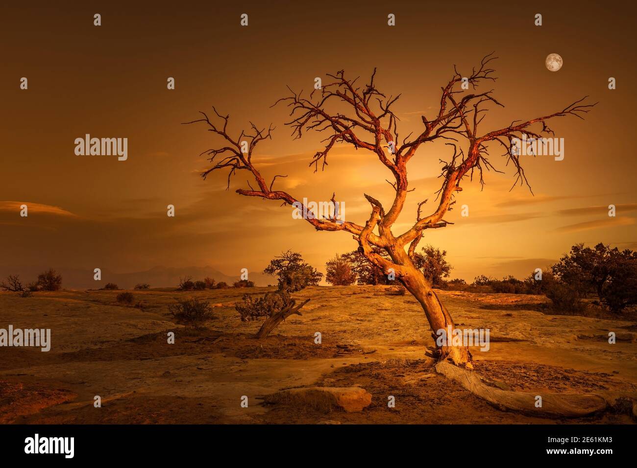 Single tree al tramonto con la luna piena alle spalle nel Dead Horse Point state Park, Utah Foto Stock