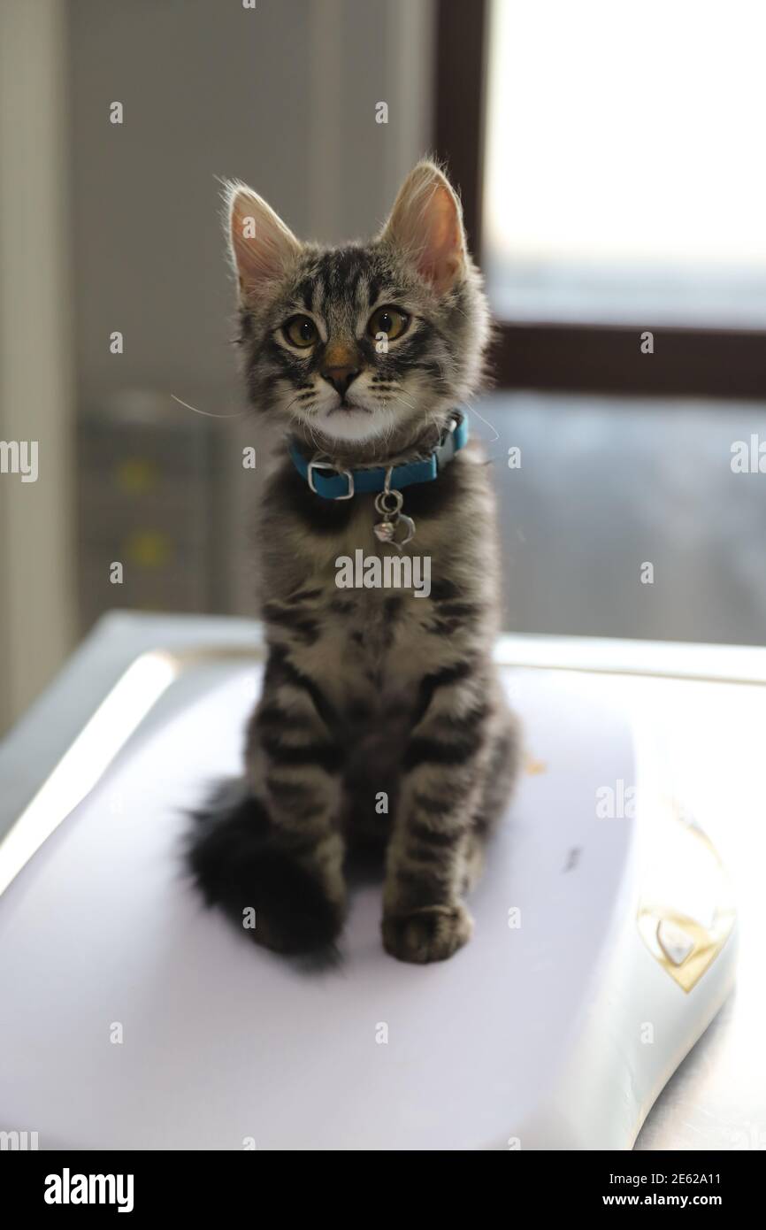 piccolo gatto con occhi incrociati in attesa di essere pesato al veterinario esame Foto Stock