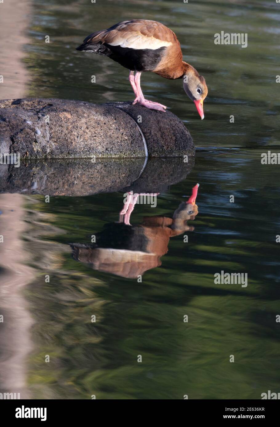 Vanità umorosa in nero belled anatra fischio peering a proprio Riflessione in acqua di Brownsville Pond in Texas Foto Stock