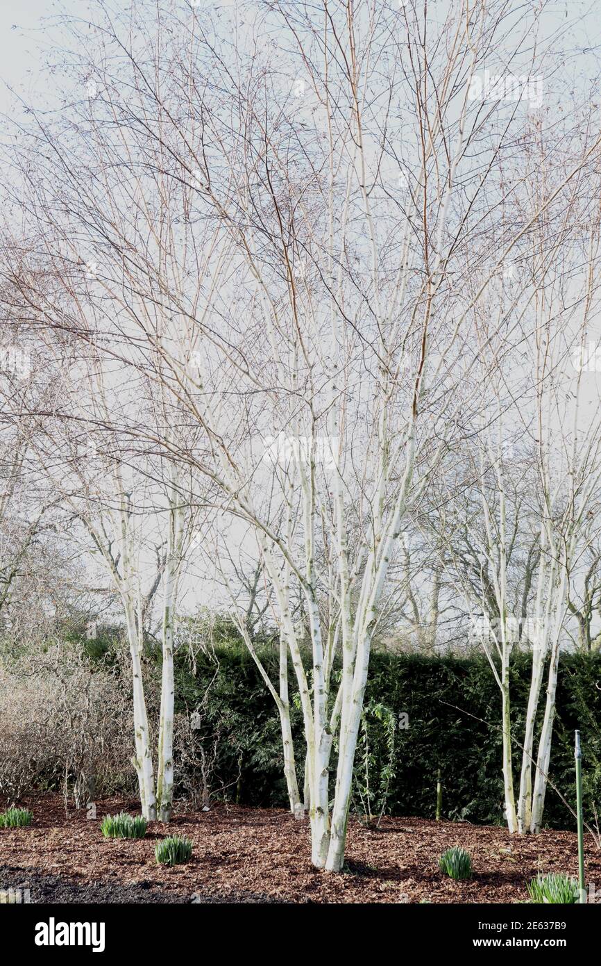 Betula utilis var. Jacquemontii multistem betulla Himalaya – alberi multistemati con corteccia bianca, gennaio, Inghilterra, Regno Unito Foto Stock