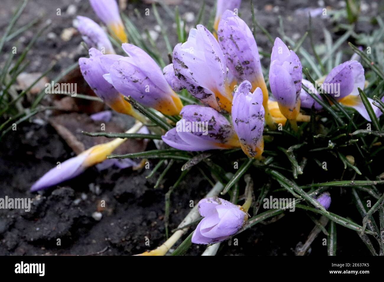 Crocus sieberi subsp. Atticus ‘Firefly’ Snow Crocus Firefly – gruppo di lilla in erba e fiori gialli gennaio, Inghilterra, Regno Unito Foto Stock