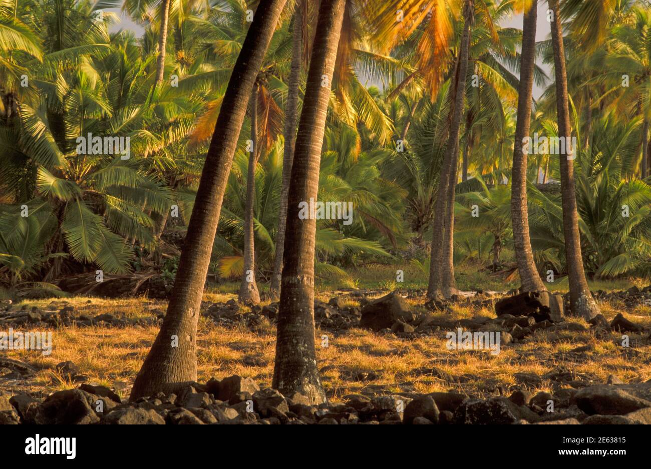 Palme da cocco al Parco storico nazionale di Puuhonua o Honaunau, Hawaii. Foto Stock