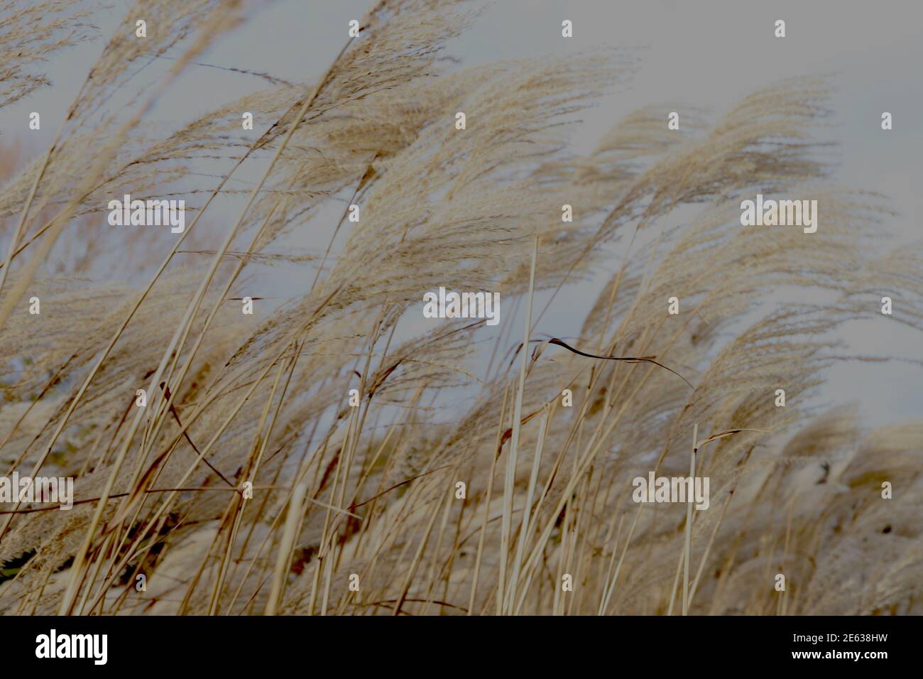 Miscanthus sinensis ‘Silberfeder’ l’erba d’argento cinese – plume piume di fiori di palma setosi, gennaio, Inghilterra, Regno Unito Foto Stock