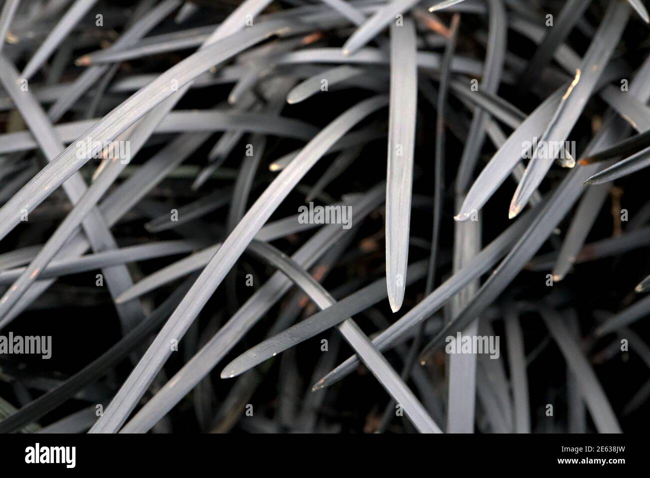 Ophiopogon planiscapus ‘Kokuryu’ Grass mondo nero – ciuffi di sottili foglie nere ad arco, gennaio, Inghilterra, Regno Unito Foto Stock