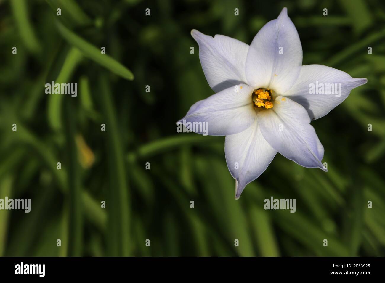 Ipheion uniflorum Springstar – fiore bianco a forma di stella tinta blu pallido, gennaio, Inghilterra, Regno Unito Foto Stock