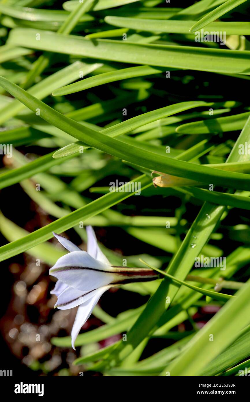 Ipheion uniflorum Springstar – petalo sotto di fiore bianco a forma di stella con strisce verticali nere su ogni petalo, gennaio, Inghilterra, Regno Unito Foto Stock