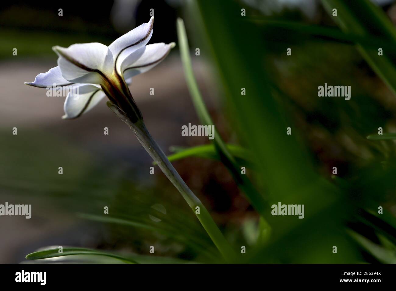 Ipheion uniflorum Springstar – petalo sotto di fiore bianco a forma di stella con strisce verticali nere su ogni petalo, gennaio, Inghilterra, Regno Unito Foto Stock