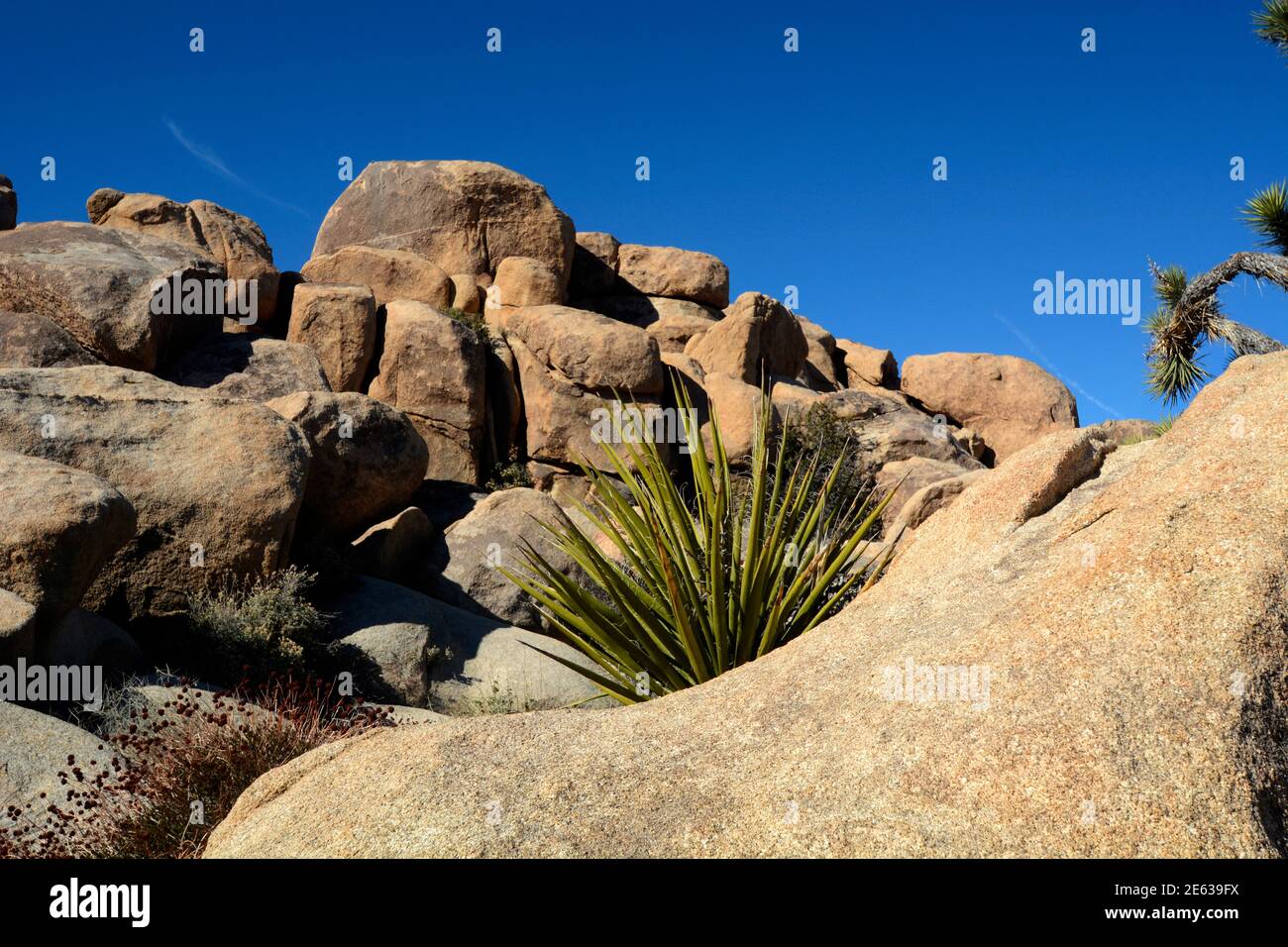 Enormi affioramenti e massi di granito competono con gli alberi di Joshua come attrazioni panoramiche nel Joshua Tree National Park in California. Foto Stock