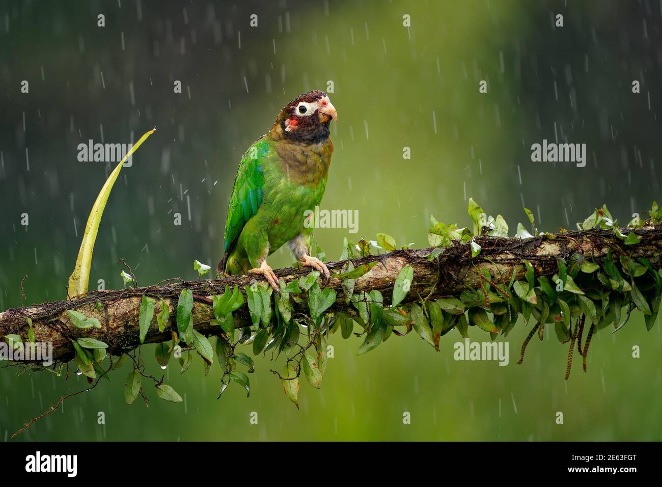 Parrot con cappuccio marrone - Pyrilia ematotis piccolo uccello nel pesante pioggia tropicale che è una specie di allevamento residente dal sud-est Messico a nord- Foto Stock