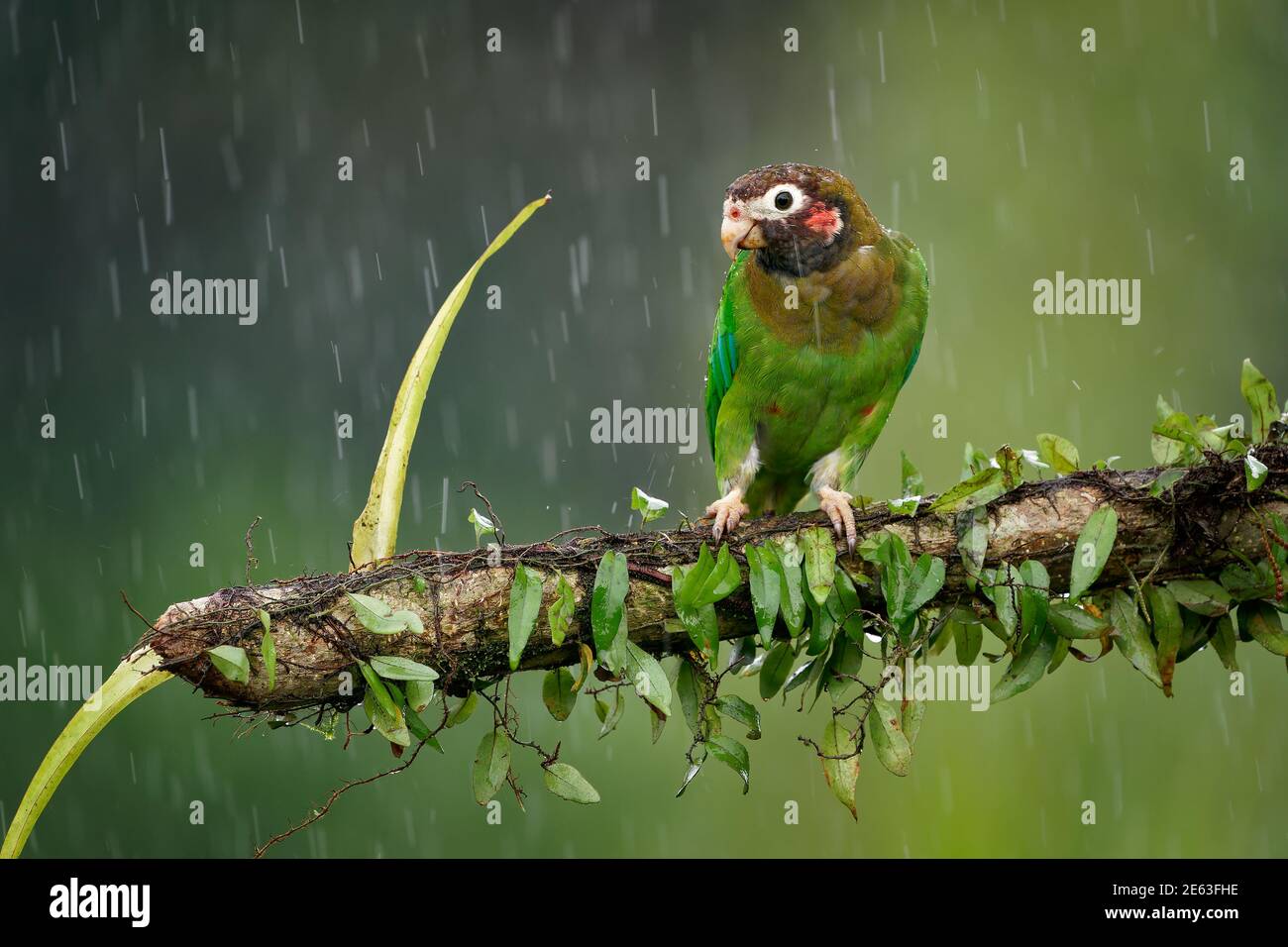 Parrot con cappuccio marrone - Pyrilia ematotis piccolo uccello nel pesante pioggia tropicale che è una specie di allevamento residente dal sud-est Messico a nord- Foto Stock
