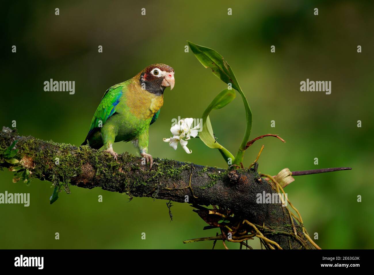 Parrot con cappuccio marrone - Pyrilia ematotis piccolo uccello nel tropicale foresta che è una specie di allevamento residente dal Messico sud-orientale a nord-ovest Foto Stock