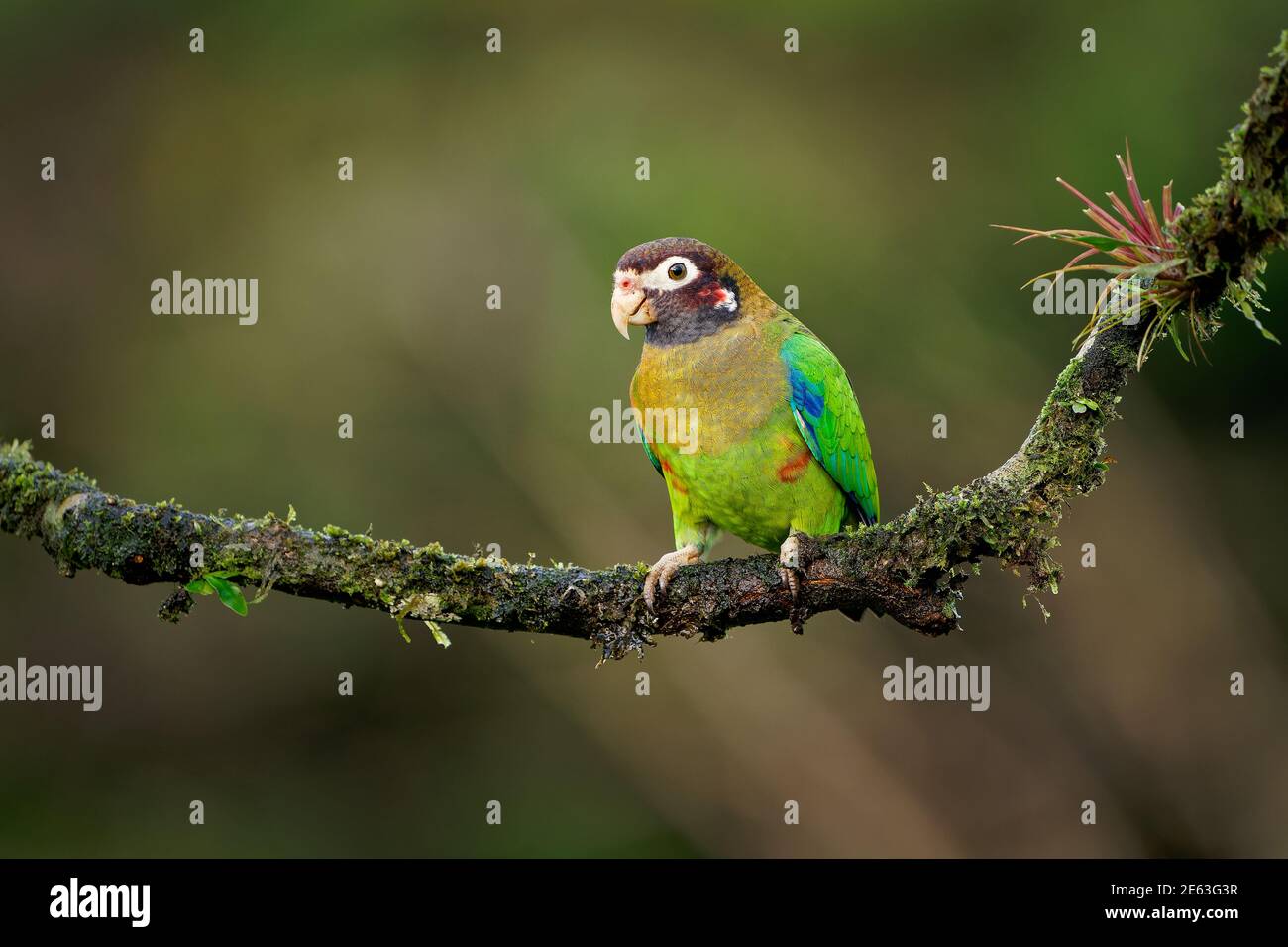 Parrot con cappuccio marrone - Pyrilia ematotis piccolo uccello nel tropicale foresta che è una specie di allevamento residente dal Messico sud-orientale a nord-ovest Foto Stock