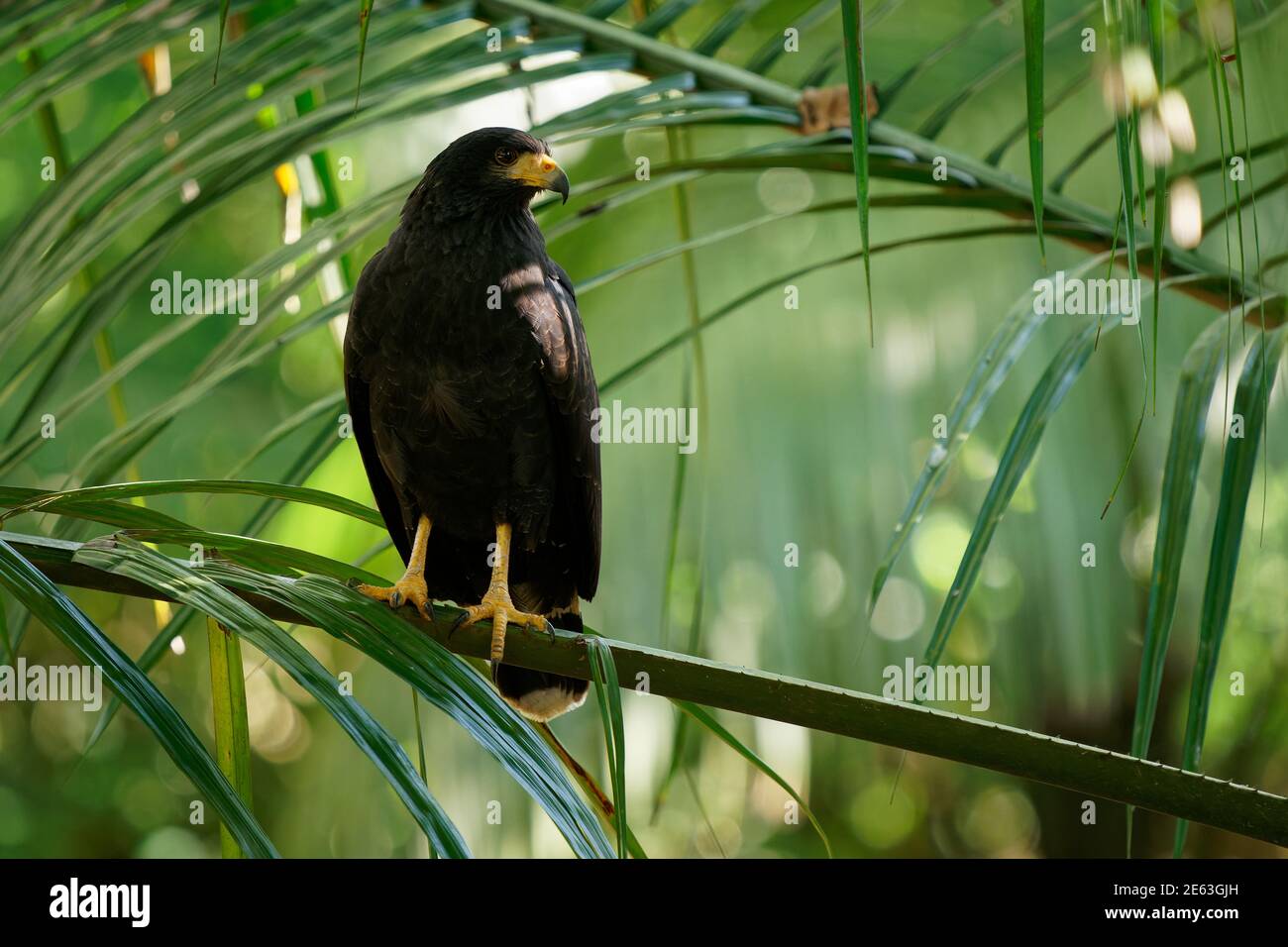 Falco nero comune - Buteogallus anthracinus un grande uccello scuro di preda nella famiglia Accipiridae, ex falco nero cubano (Buteogallus gundlachii) AS Foto Stock