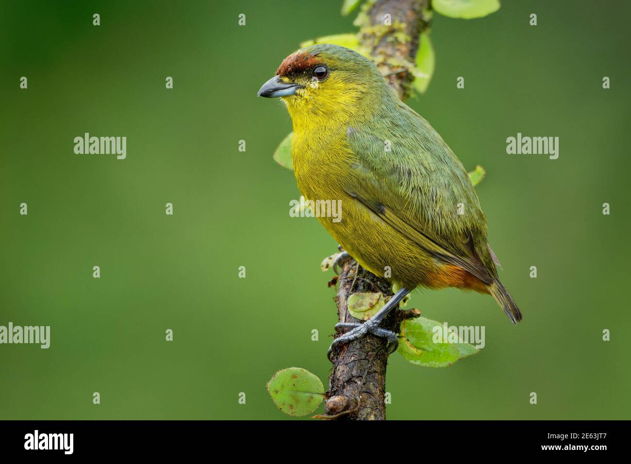 Piccolo Ulivo Immagini e Fotos Stock - Alamy