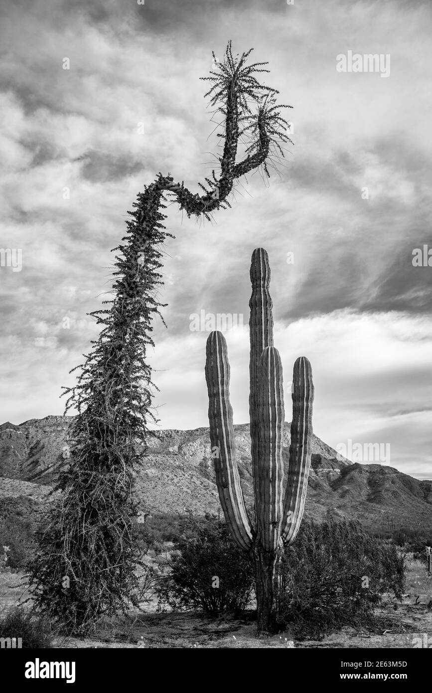 Boojum tree e Cardon cactus nel deserto Catavina, Baja California, Messico. Foto Stock