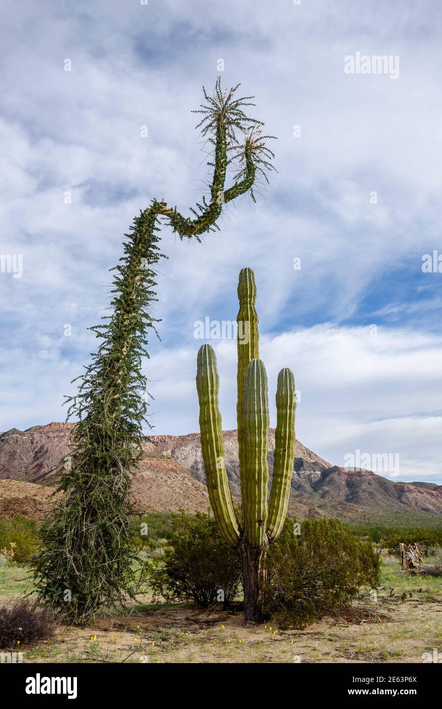 Boojum tree e Cardon cactus nel deserto Catavina, Baja California, Messico. Foto Stock