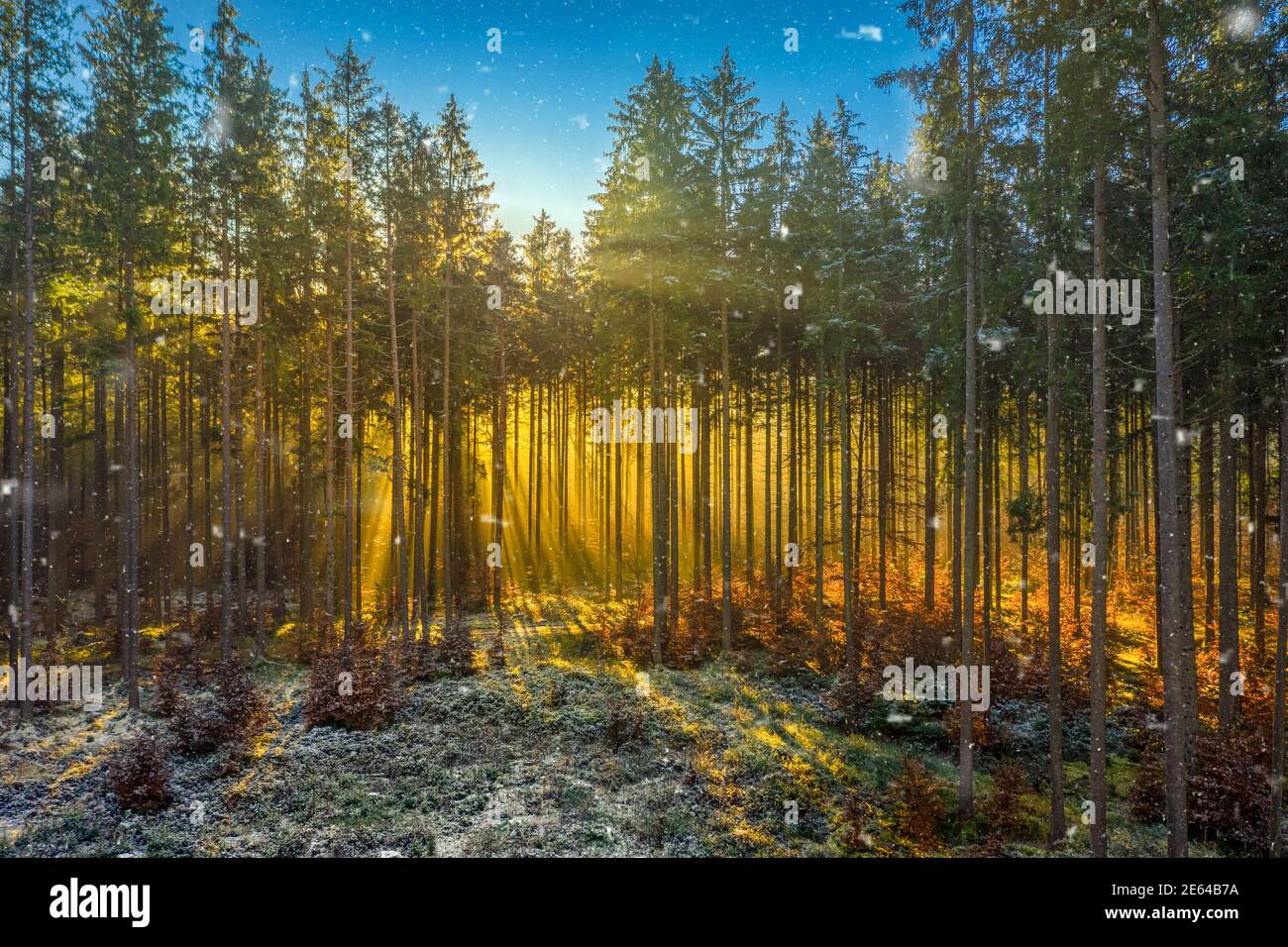 Un momento meraviglioso in una foresta d'autunno, raggi del sole che attraversano la nebbia mattutina e illumina il luogo idilliaco della natura, ambiente suggestivo Foto Stock
