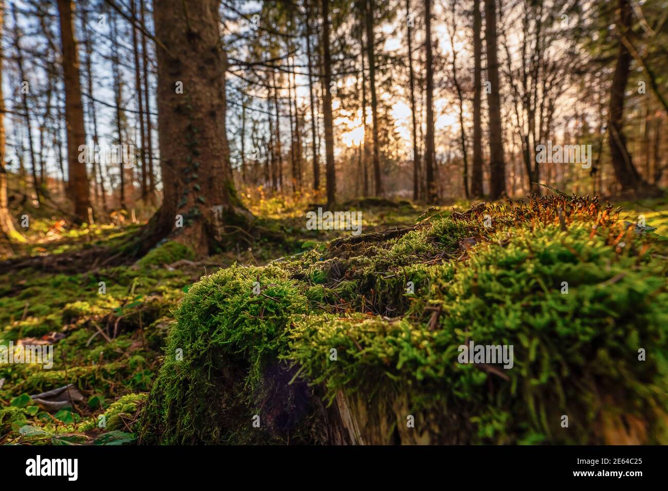 Vista attraverso una foresta idilliaca da una prospettiva più bassa nella stagione autunnale. Foto Stock