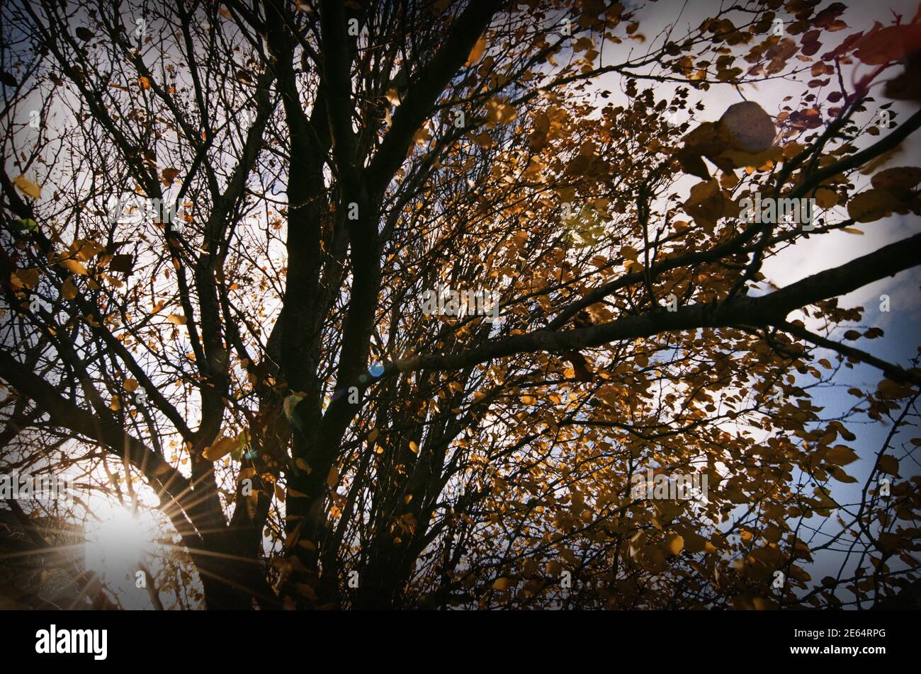 Un albero di Bradford Pear in autunno Foto Stock