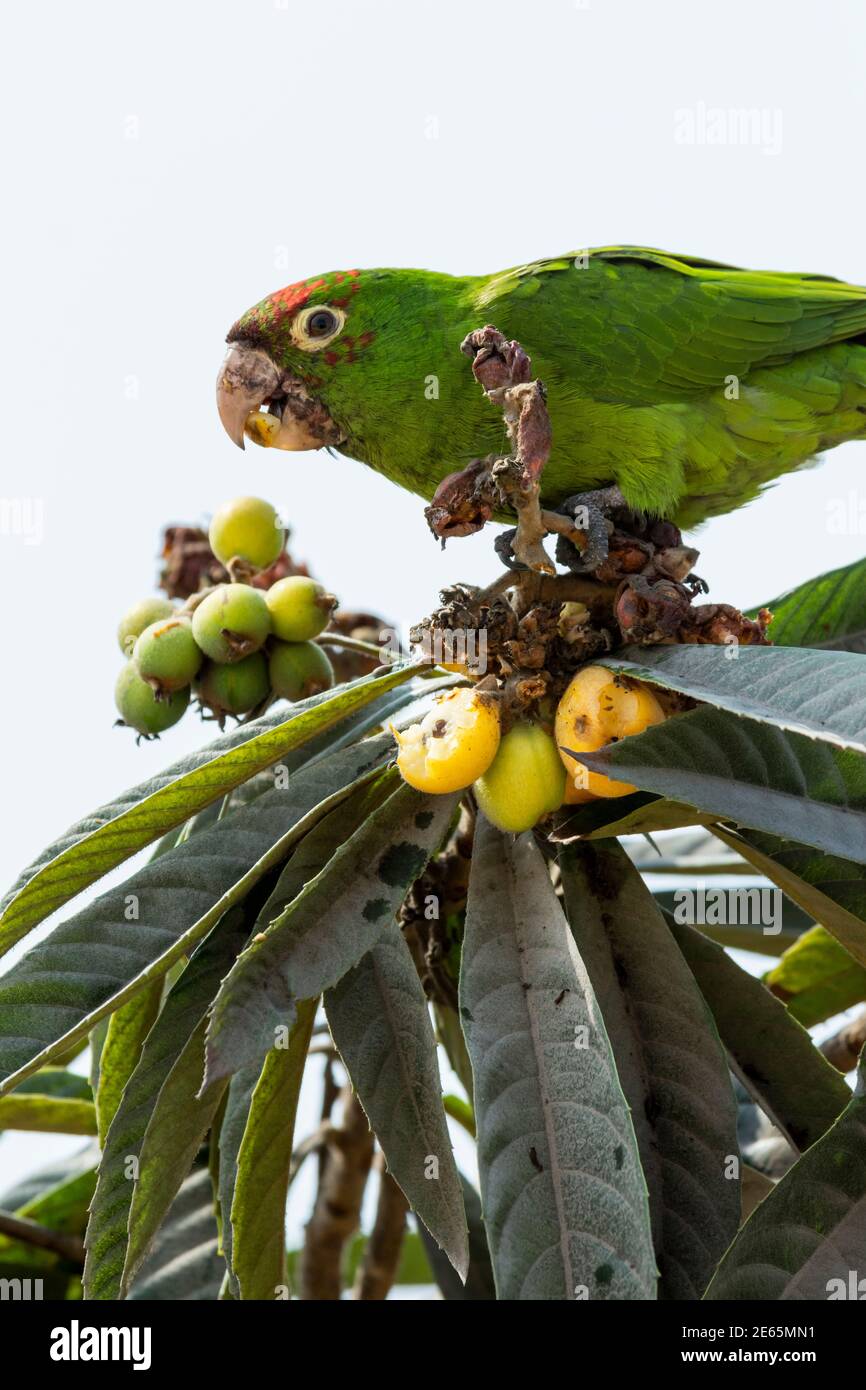 Pappagallo mangiare frutta su un albero, Lima città, Perú. Foto Stock