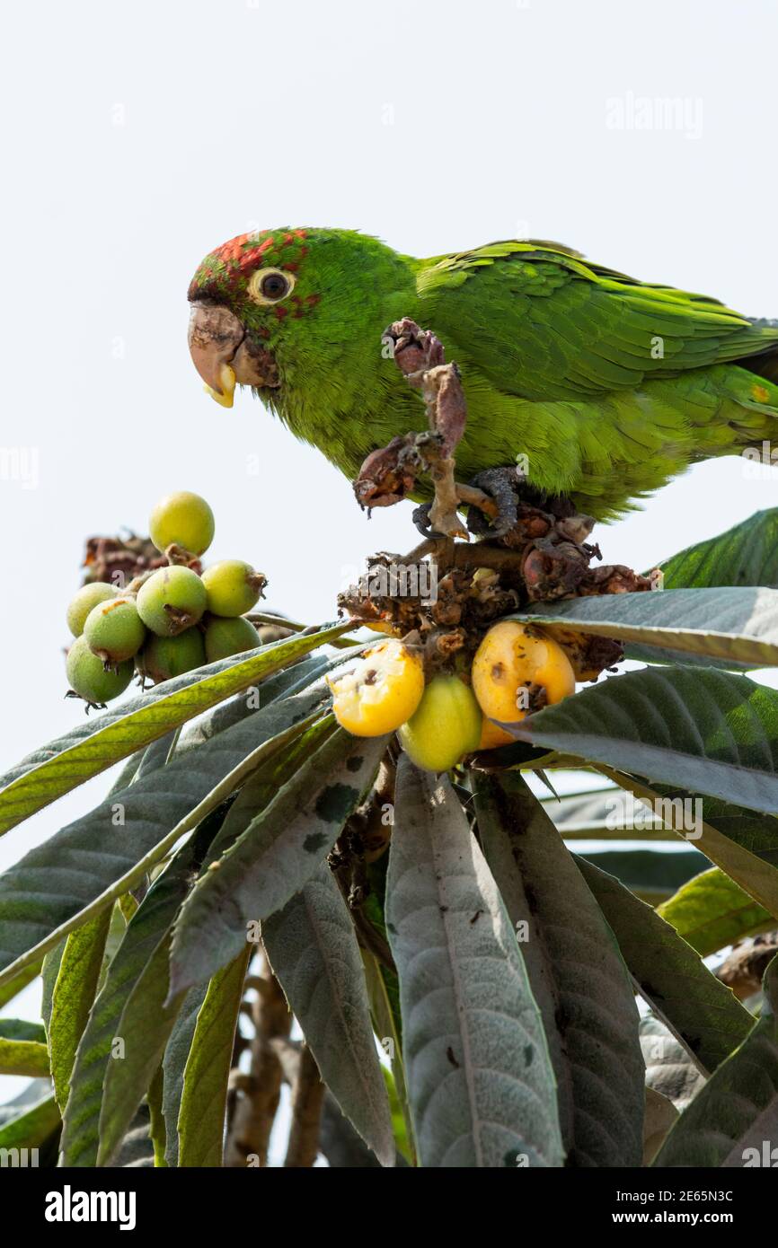Psittacara waggleri immagini e fotografie stock ad alta risoluzione - Alamy