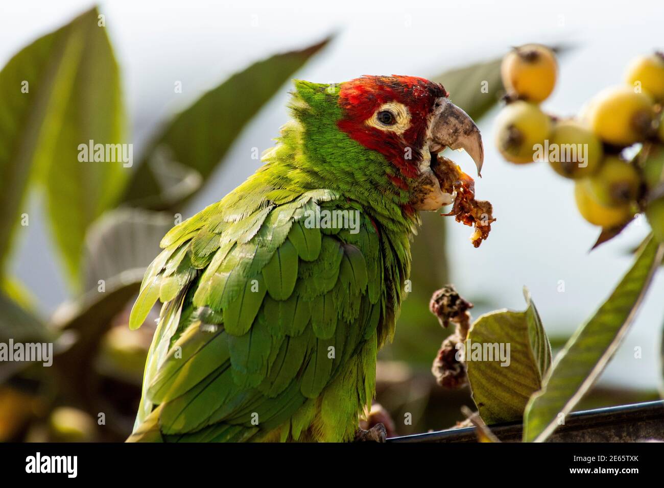 Pappagallo mangiare frutta su un albero, Lima città, Perú. Foto Stock